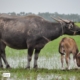 A Buffalo and a Calf, by Ryszard Wierzbicki