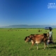 Grazing Cows in Heaven, by Shovan Acharyya