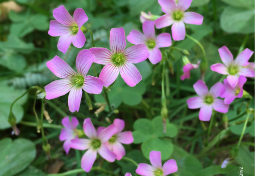 Flores in My Garden, by Patricia Saraiva