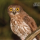 Brown Hawk Owl, by Saniar Rahman Rahul