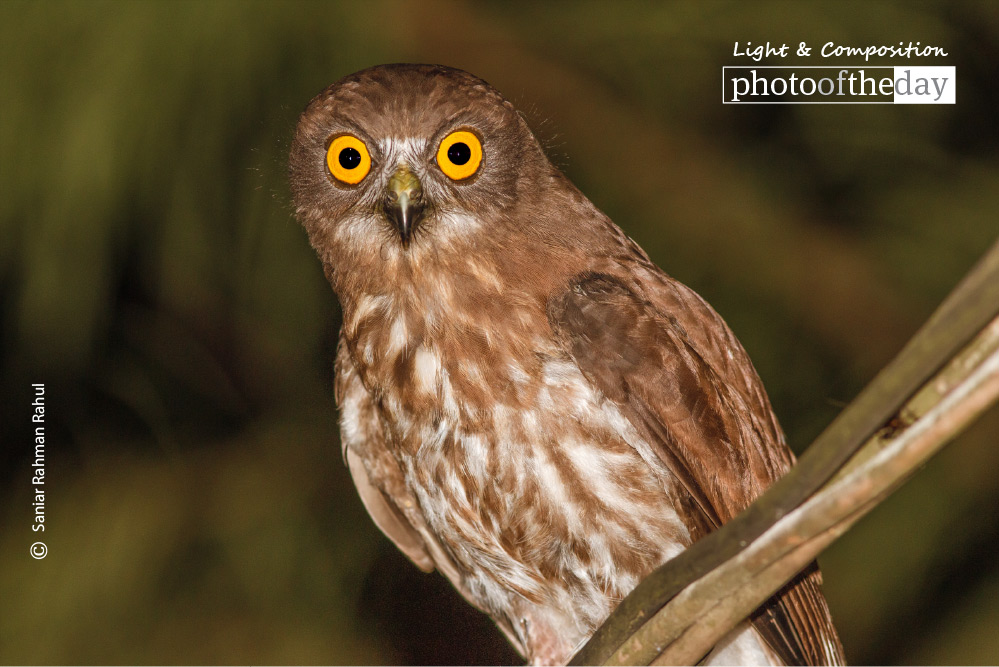 Brown Hawk Owl, by Saniar Rahman Rahul