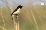 White-Tailed Stonchat, by Saniar Rahman Rahul