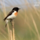 White-Tailed Stonchat, by Saniar Rahman Rahul