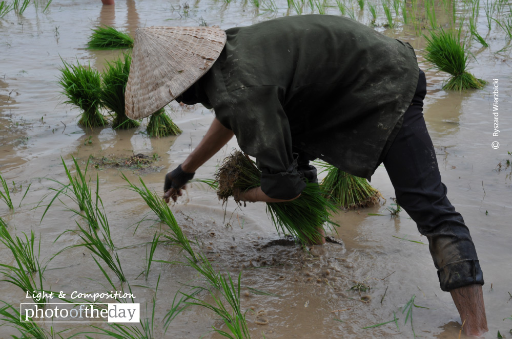 Planting Rice, by Ryszard Wierzbicki