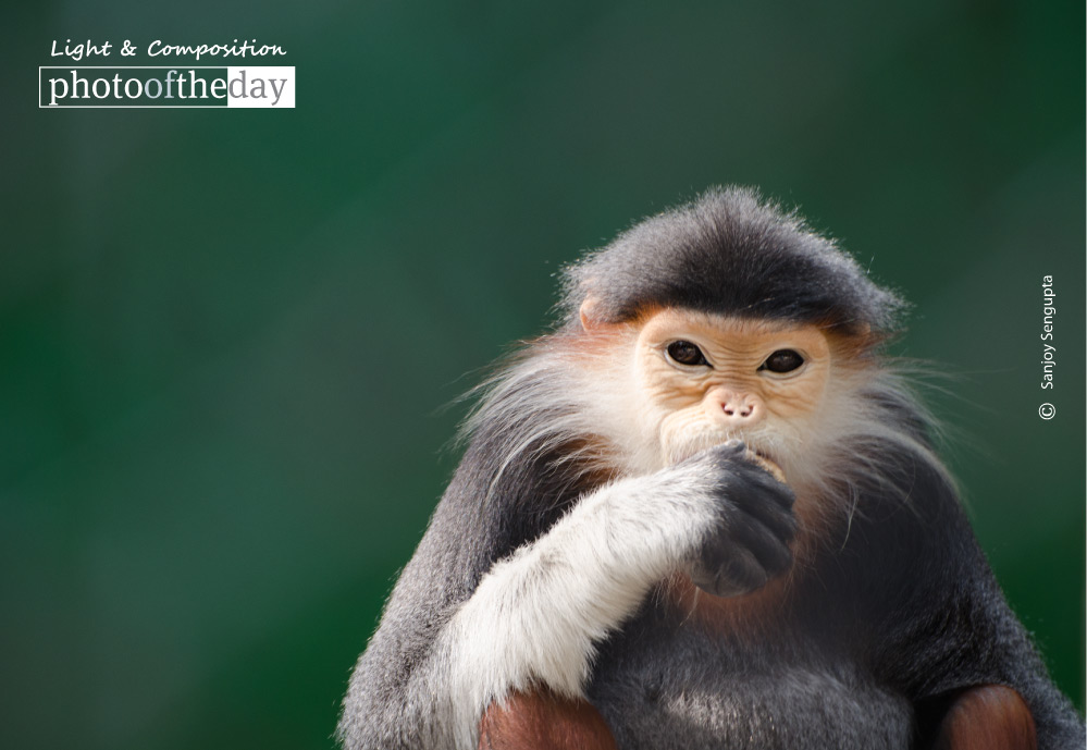 Breakfast Time, by Sanjoy Sengupta