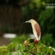 Indian Pond Heron, by Saniar Rahman Rahul