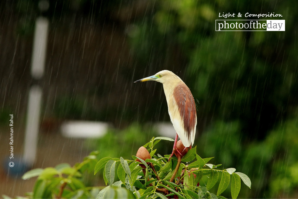 Indian Pond Heron, by Saniar Rahman Rahul