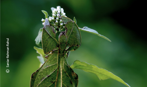 Phylliidae, by Saniar Rahman Rahul