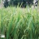 Green Paddy Field, by Tanmoy Saha