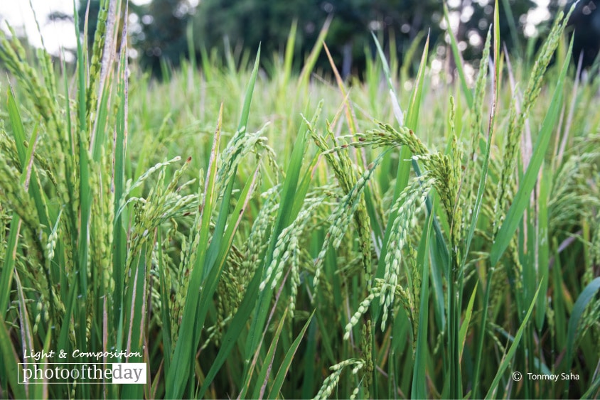 Green Paddy Field, by Tanmoy Saha