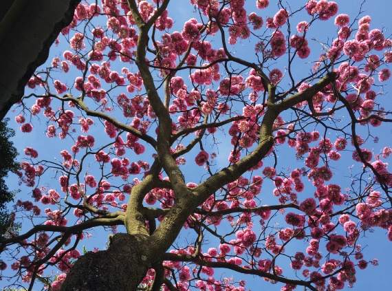 The Pink tree, by Patricia Saraiva