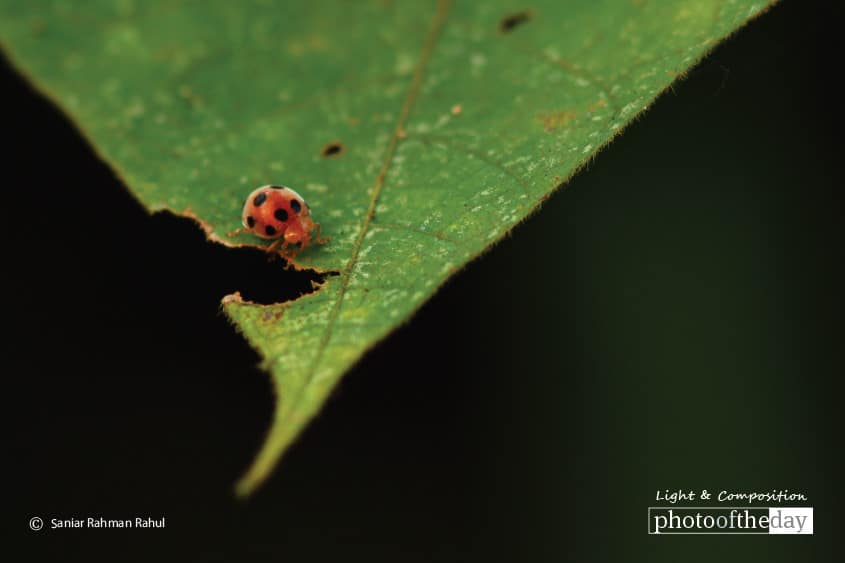 Ladybug, by Saniar Rahman Rahul