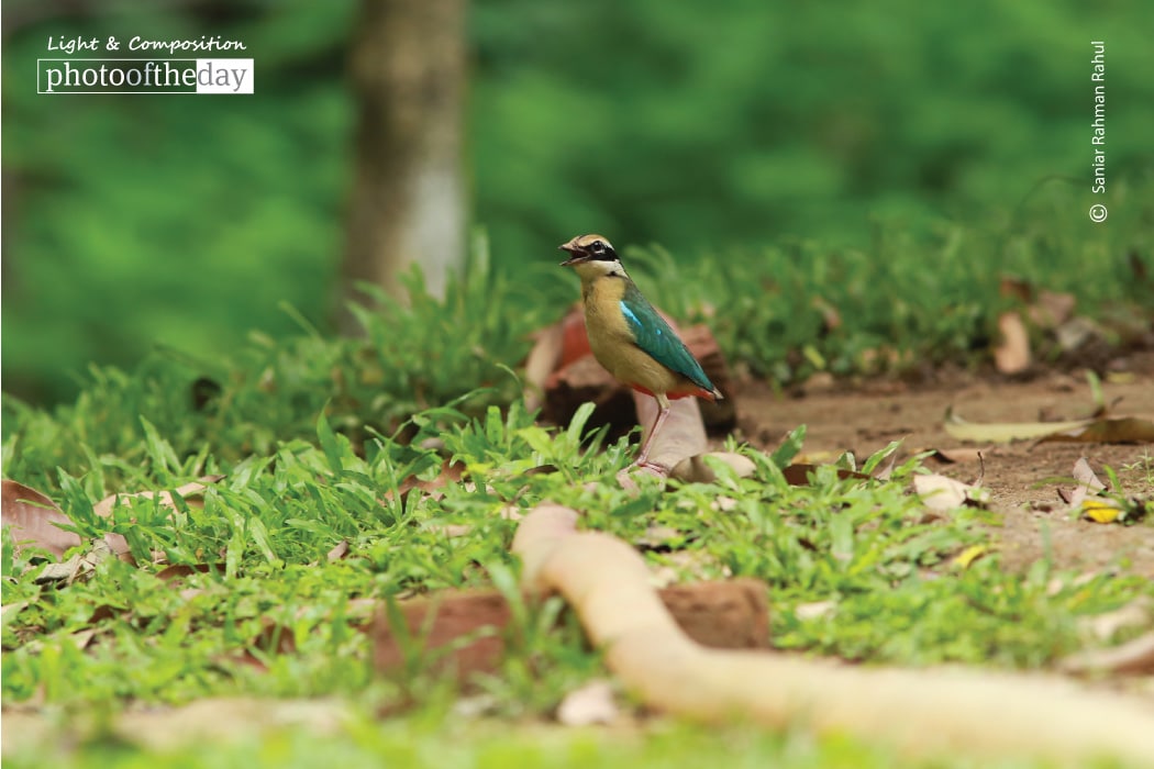 Indian Pitta, by Saniar Rahman Rahul