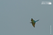 Blue Tailed Bee-Eater, by Saniar Rahman Rahul