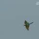 Blue Tailed Bee-Eater, by Saniar Rahman Rahul