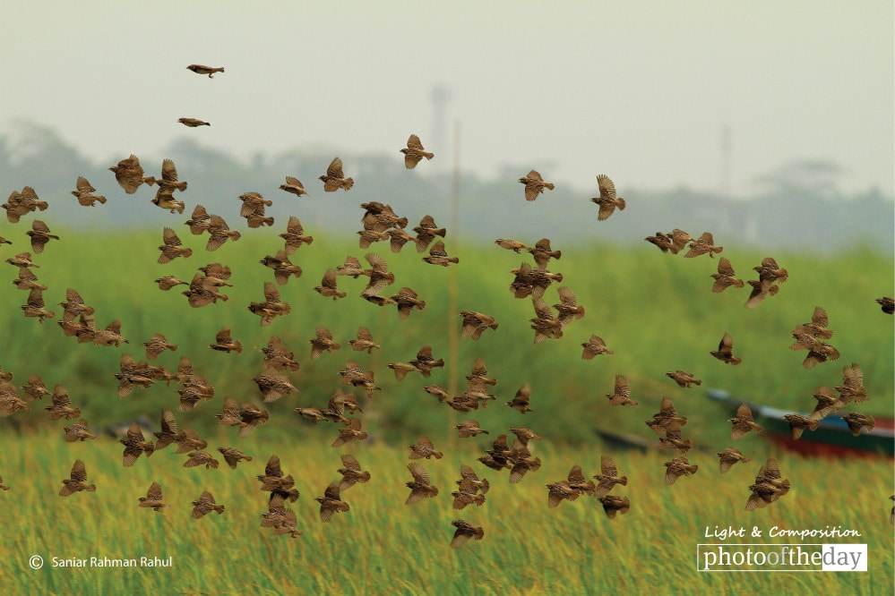 Black Breasted Baya Weaver, by Saniar Rahman Rahul