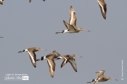 Black tailed Godwit, by Saniar Rahman Rahul