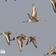 Black tailed Godwit, by Saniar Rahman Rahul