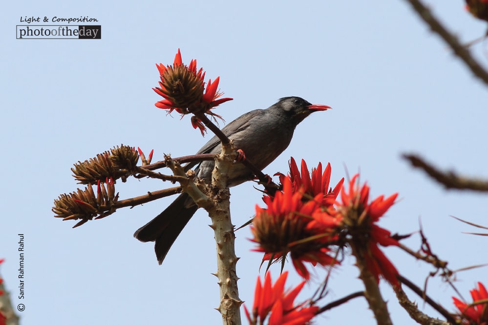 Black Bulbul, by Saniar Rahman Rahul