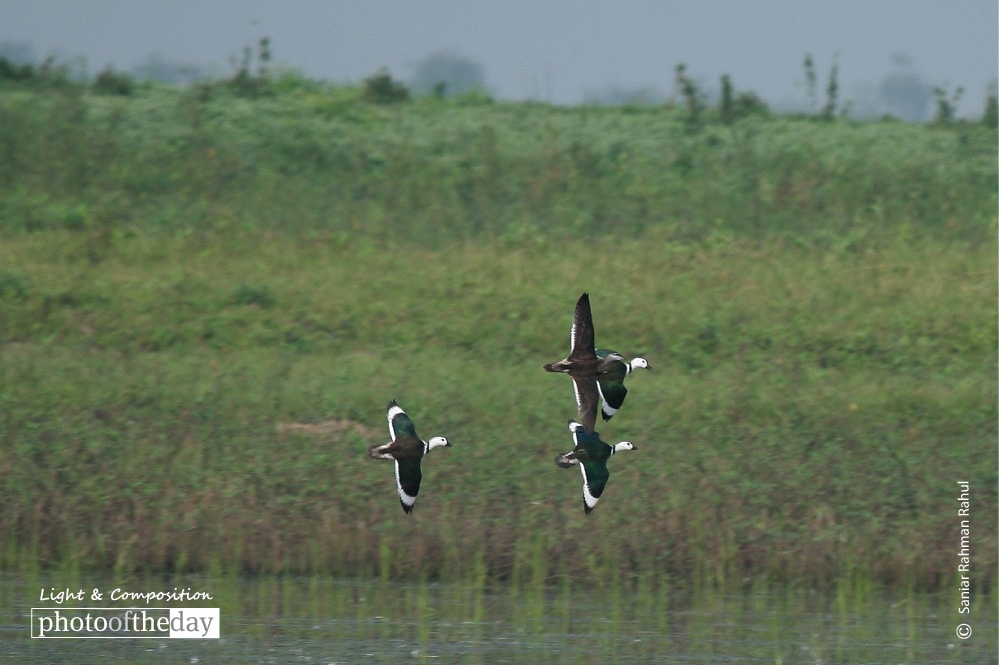 Cotton Pigmy Goose, by Saniar Rahman Rahul