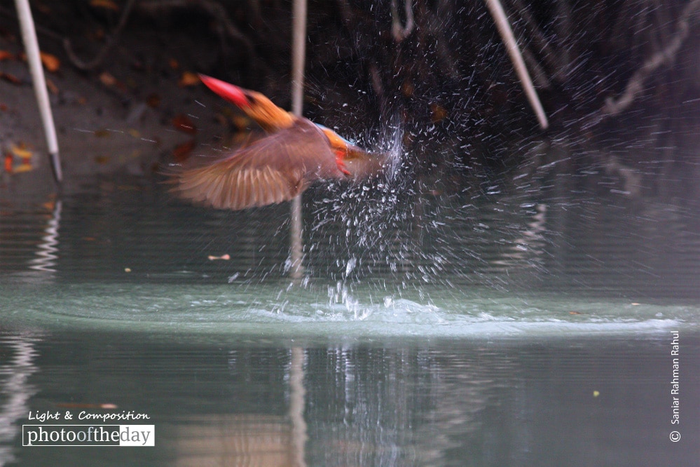 Bowing Winged Kingfisher, by Saniar Rahman Rahul