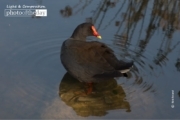 Bird Bath, by Rick Boland