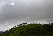 The Resilient Trees, by Masrur Ashraf