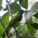 The Blue-throated Barbet, by Nirupam Roy