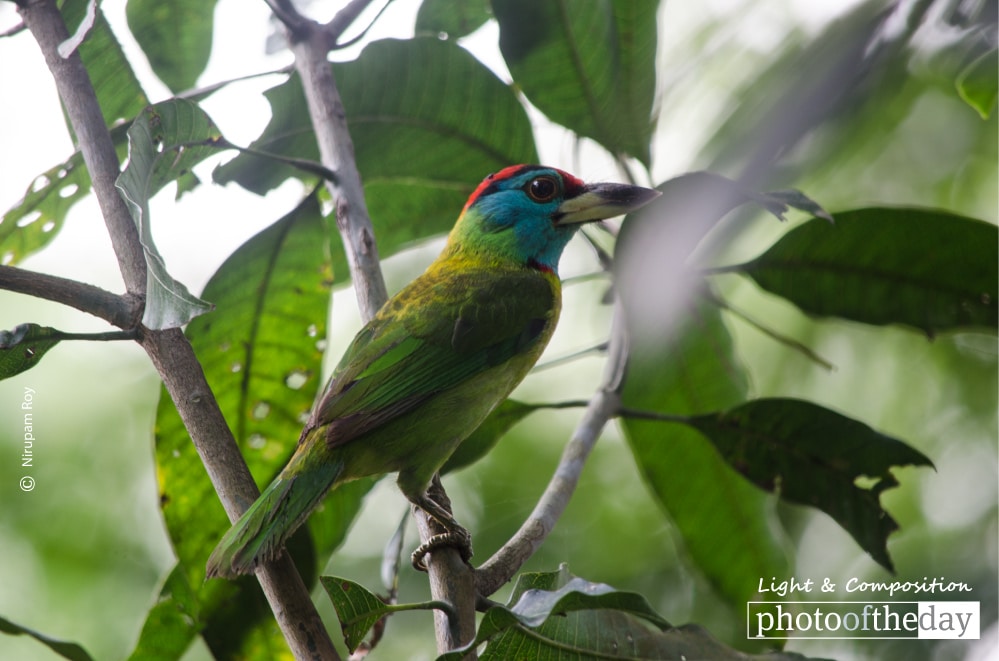 The Blue-throated Barbet, by Nirupam Roy