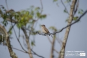 Thinking Alone, by Nirupam Roy