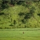 Fields of Green, by Masrur Ashraf