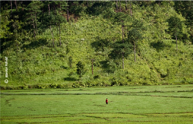 Fields of Green, by Masrur Ashraf