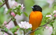 Oriole and Apple Blossoms, by Claudio Bacinello