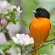 Oriole and Apple Blossoms, by Claudio Bacinello