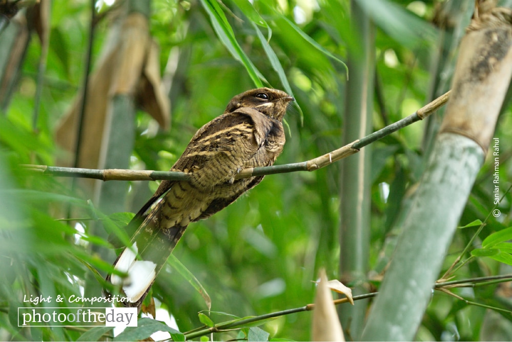 Nightjar, by Saniar Rahman Rahul