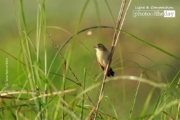 The Zitting Cisticola, by Saniar Rahman Rahul