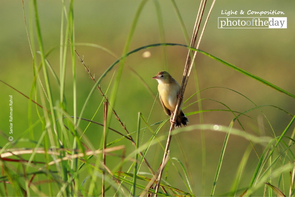 The Zitting Cisticola, by Saniar Rahman Rahul