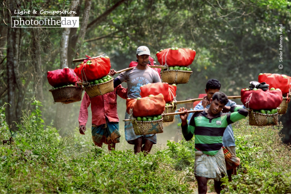 Lemon Farmers, by Saniar Rahman Rahul