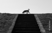 Dog on Top of Stairs, by Thomas Lianos