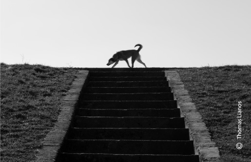 Dog on Top of Stairs, by Thomas Lianos