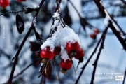 Snow on Rosehips, by Lothar Seifert