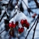 Snow on Rosehips, by Lothar Seifert