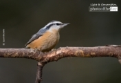 Red Breasted Nuthatch, by Claudio Bacinello