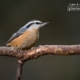 Red Breasted Nuthatch, by Claudio Bacinello