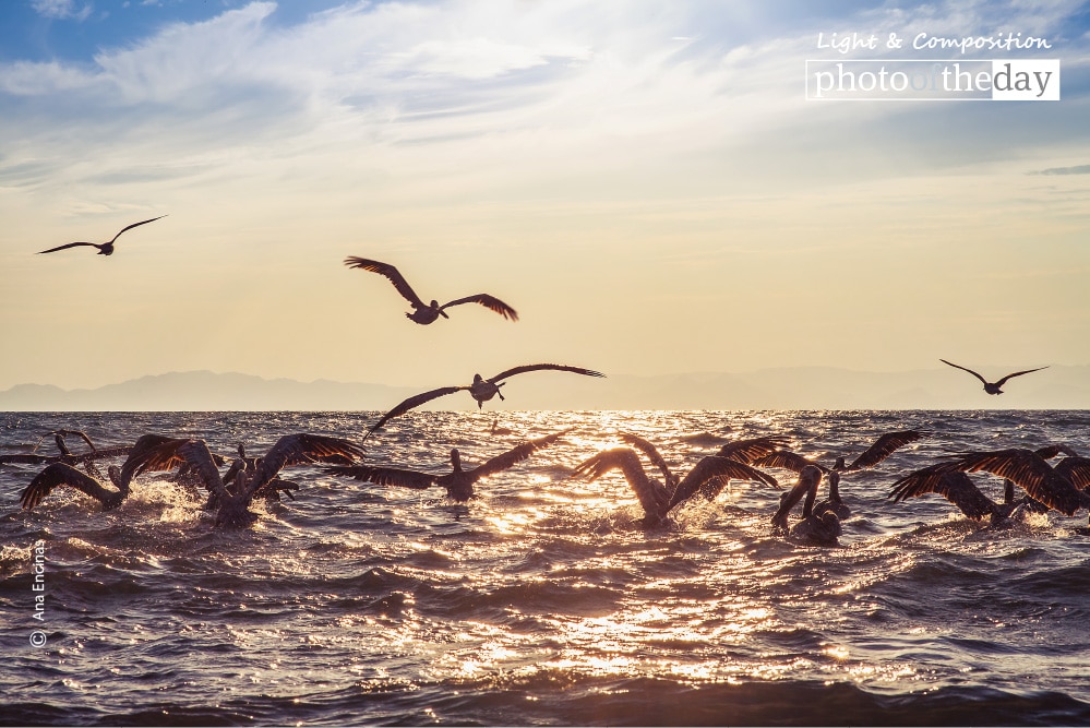 Pelicans, by Ana Encinas