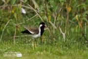 Red-wattled Lapwing, by Saniar Rahman Rahul