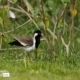 Red-wattled Lapwing, by Saniar Rahman Rahul