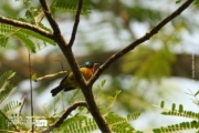 Ruby-cheeked Sunbird, by Saniar Rahman Rahul