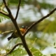 Ruby-cheeked Sunbird, by Saniar Rahman Rahul