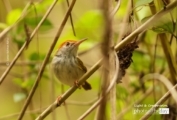 Female Dark Necked Tailorbird, by Saniar Rahman Rahul